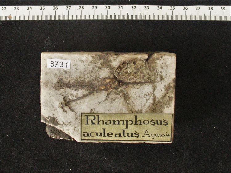 fossile (pesce su lastra, esemplare)