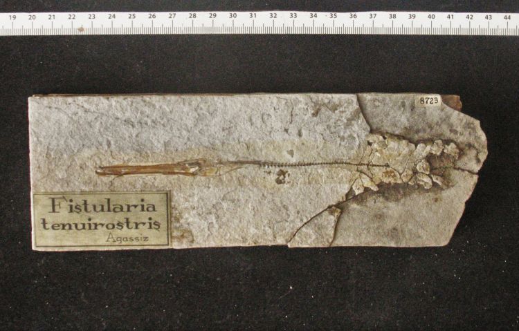 fossile (pesce su lastra, esemplare)