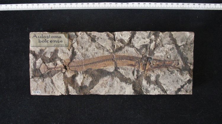 fossile (pesce su lastra, esemplare)