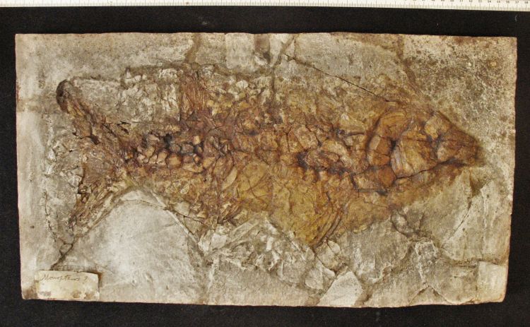 fossile (pesce su lastra, esemplare)