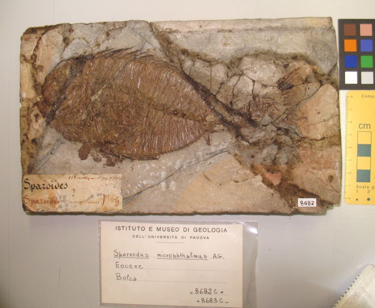 fossile (pesce su lastra, esemplare)