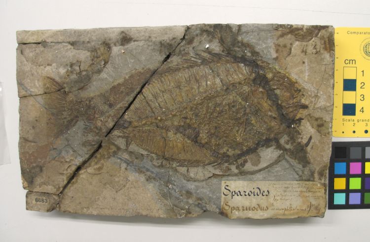 fossile (pesce su lastra, esemplare)