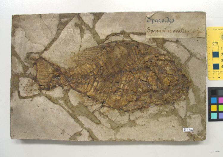 fossile (pesce su lastra, esemplare)