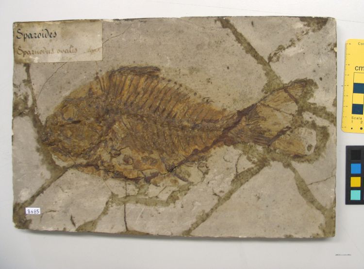 fossile (pesce su lastra, esemplare)