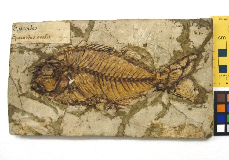 fossile (pesce su lastra, esemplare)