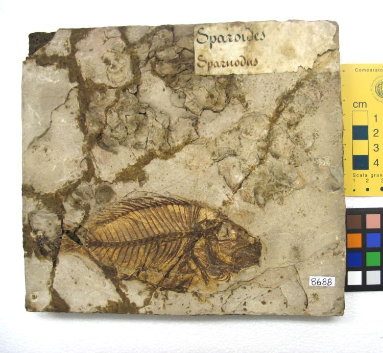 fossile (pesce su lastra, esemplare)