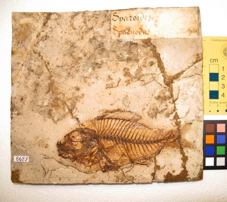 fossile (pesce su lastra, esemplare)