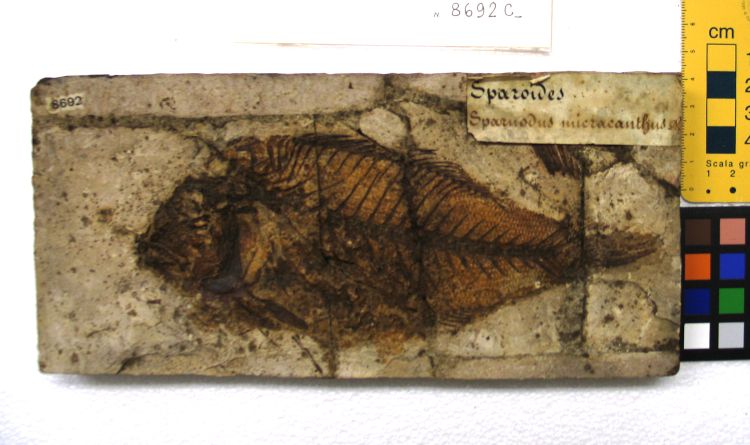 fossile (pesce su lastra, esemplare)