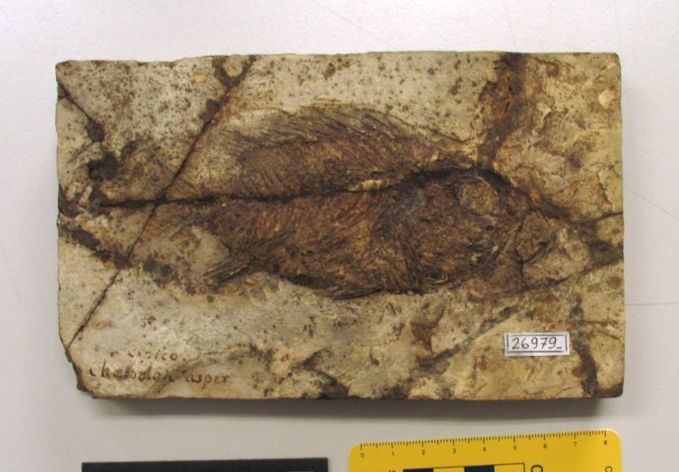 fossile (pesce su lastra, esemplare)