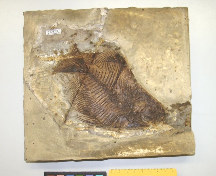 fossile (pesce su lastra, esemplare)