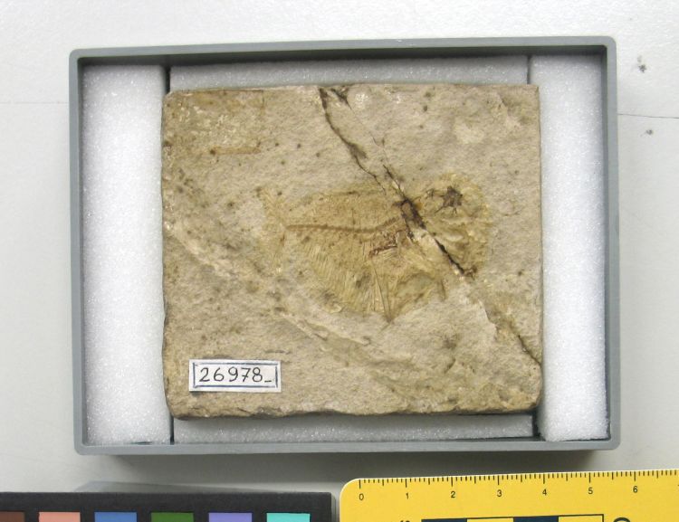 fossile (pesce su lastra, esemplare)