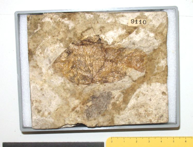 fossile (pesce su lastra, esemplare)