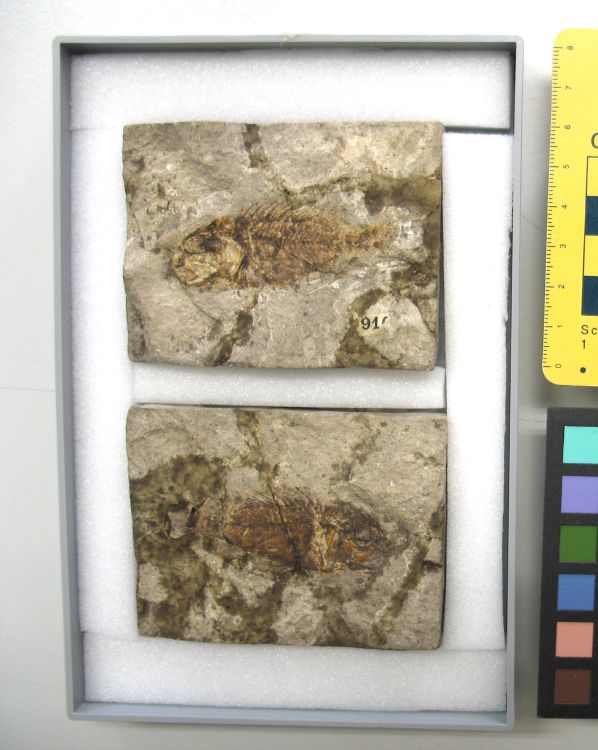 fossile (pesce su lastra, esemplare)