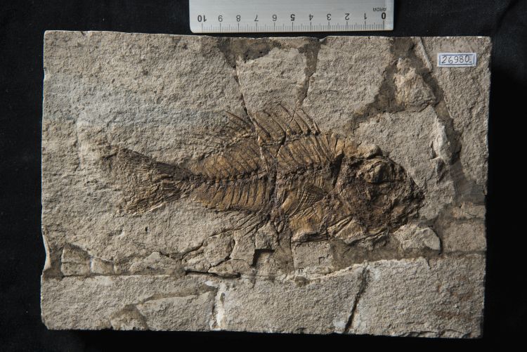 fossile (pesce su lastra, esemplare)