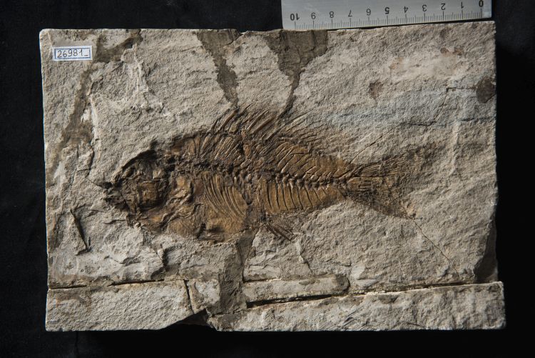fossile (pesce su lastra, esemplare)