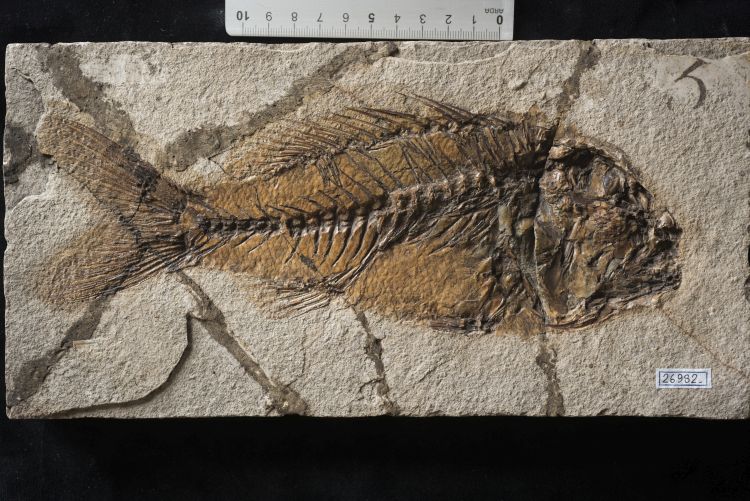 fossile (pesce su lastra, esemplare)