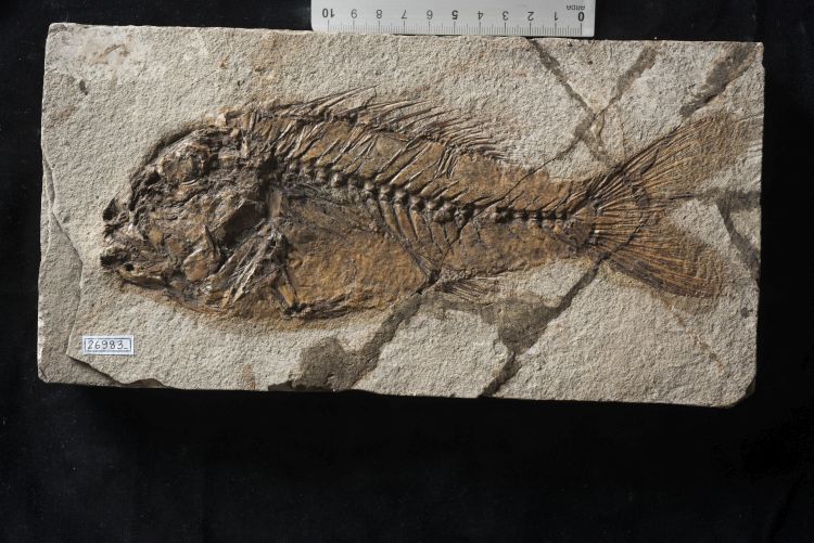 fossile (pesce su lastra, esemplare)