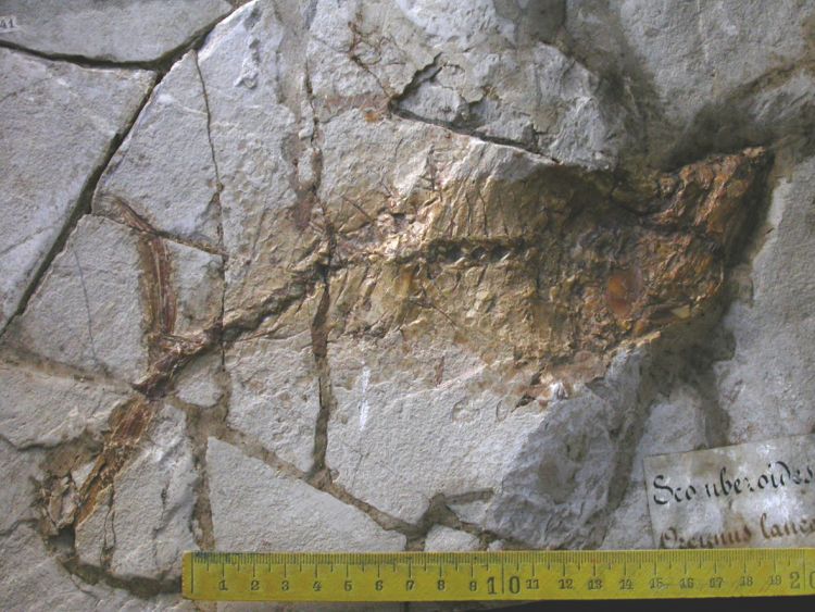 fossile (pesce su lastra, esemplare)