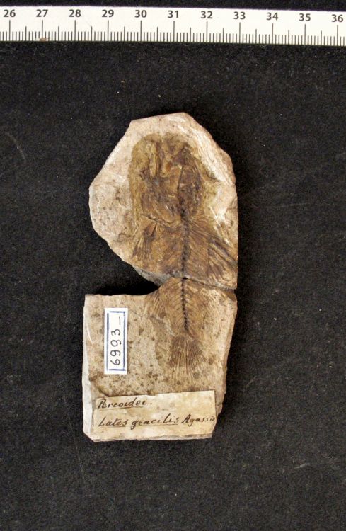 fossile (pesce su lastra, esemplare)