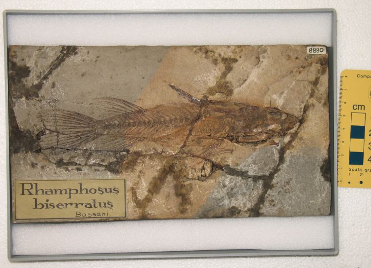 fossile (pesce su lastra, esemplare)