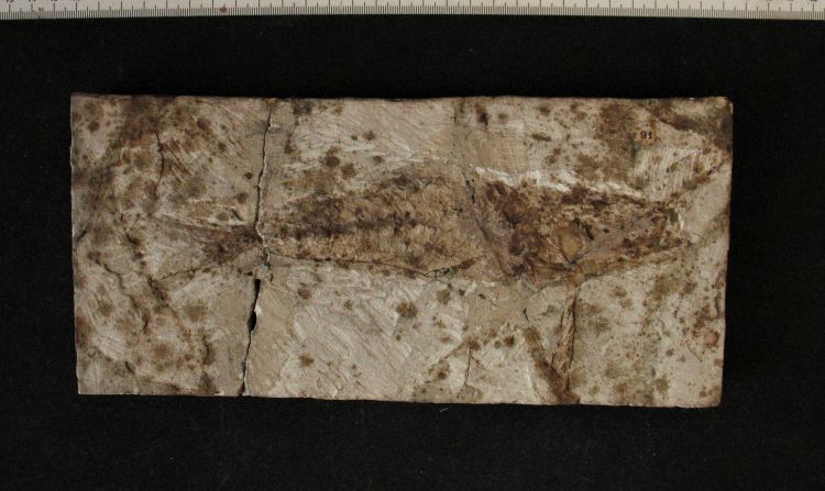 fossile (pesce su lastra, esemplare)