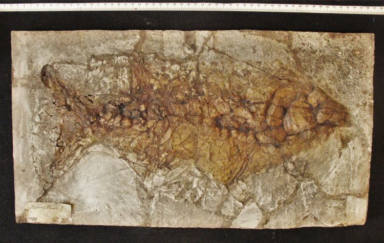 fossile (pesce su lastra, esemplare)