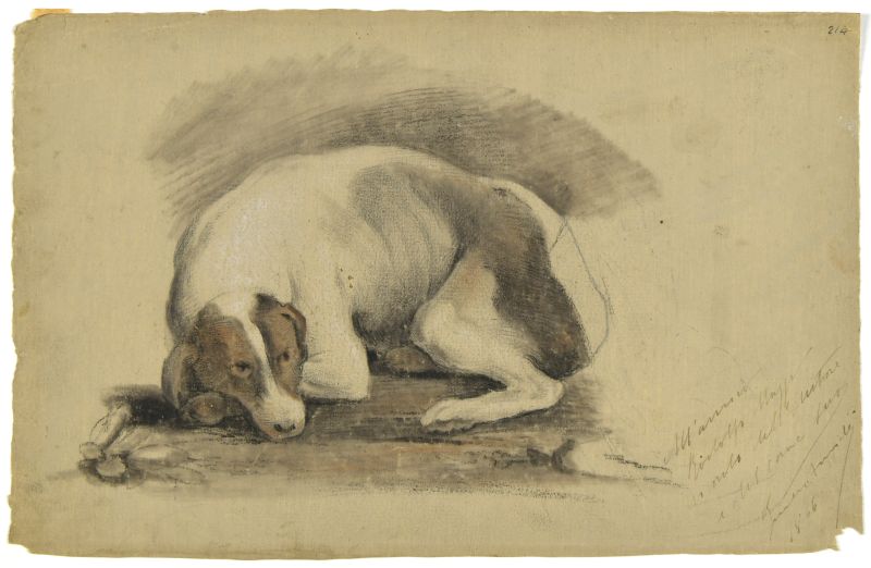 Il cane raggomitolato, Cane raggomitolato a terra (disegno) di Fancelli Gaetano (XIX)