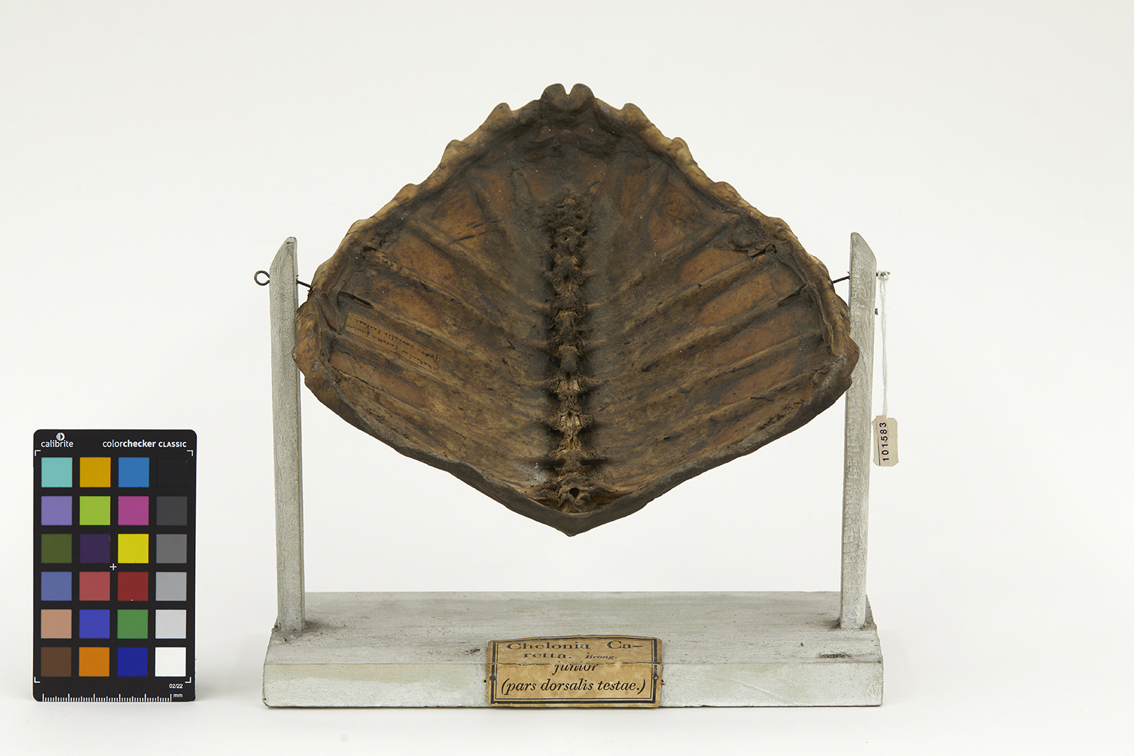 VERTEBRATI/ RETTILI/ tartaruga (esemplare)