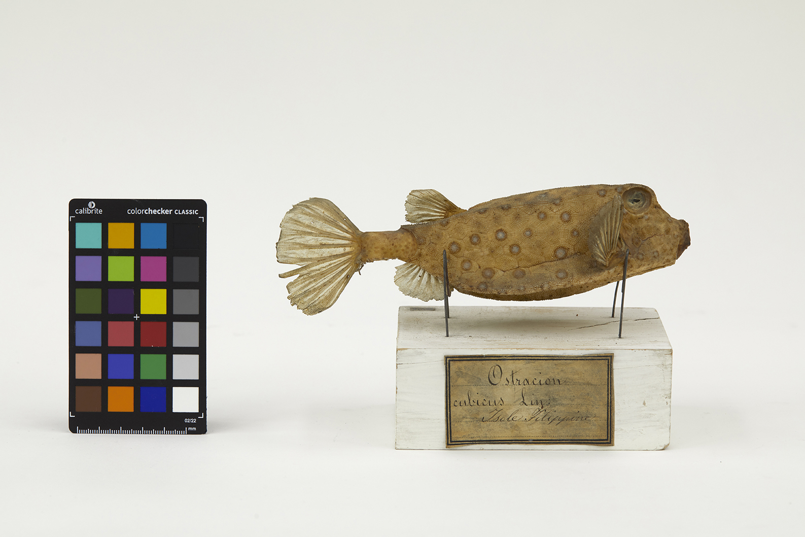 VERTEBRATI/ PESCI/ pesce scatola (esemplare)