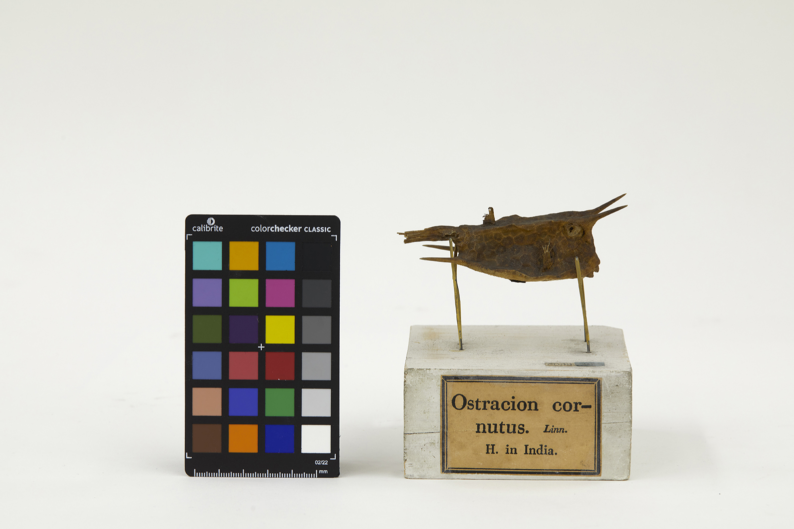 VERTEBRATI/ PESCI/ pesce scatola (esemplare)