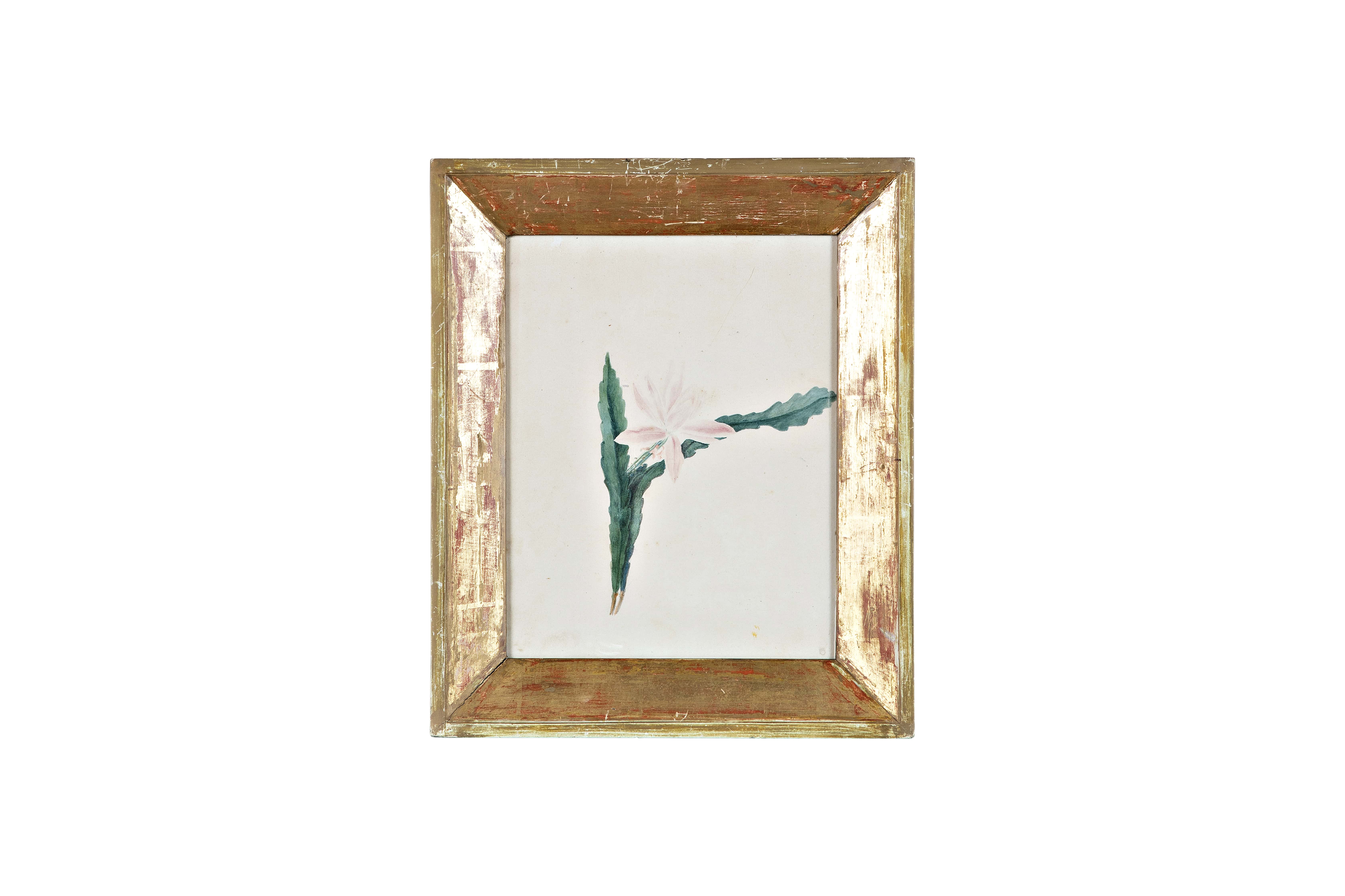 Fiore, raffigurazione di un fiore (dipinto, opera isolata) di Anonimo (XIX)