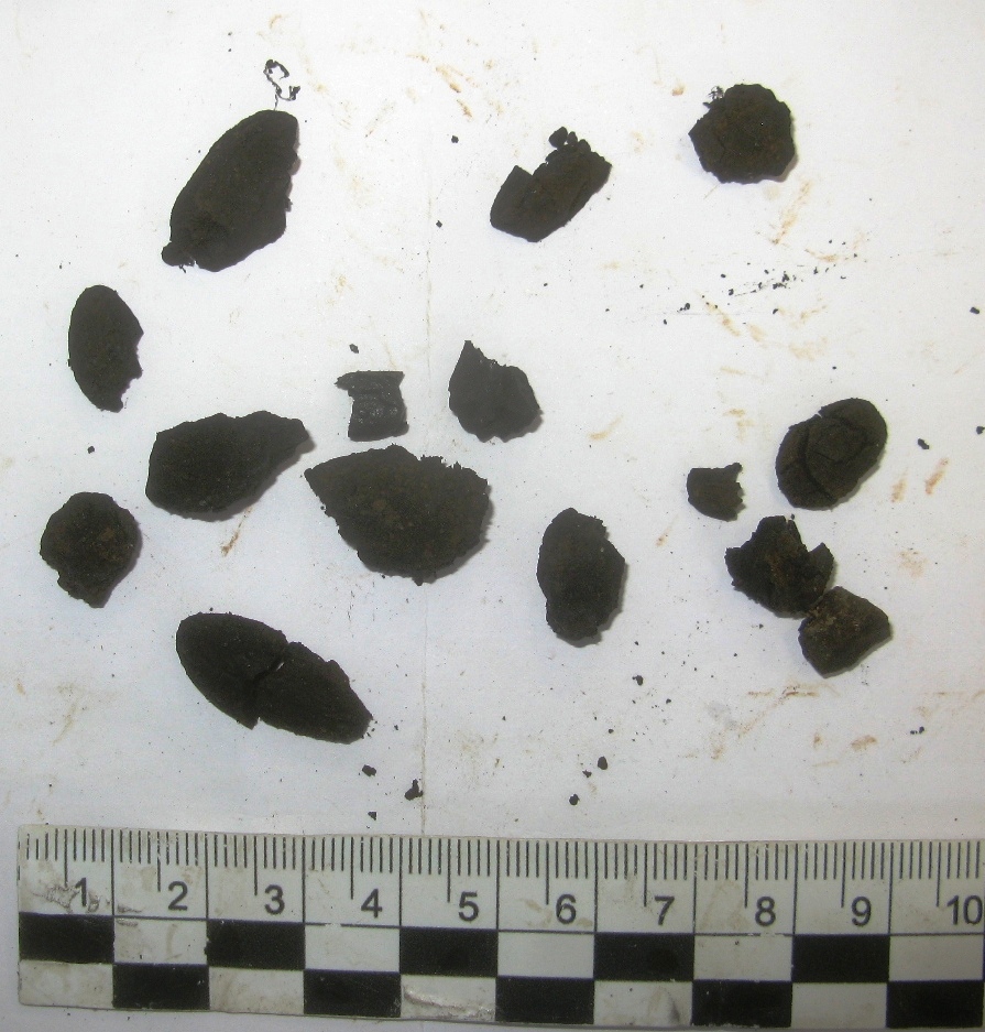 SINGOLO OGGETTO/ ghianda, PERIODIZZAZIONI/ ARCHI DI PERIODI/ Età romana repubblicana-Età romana imperiale