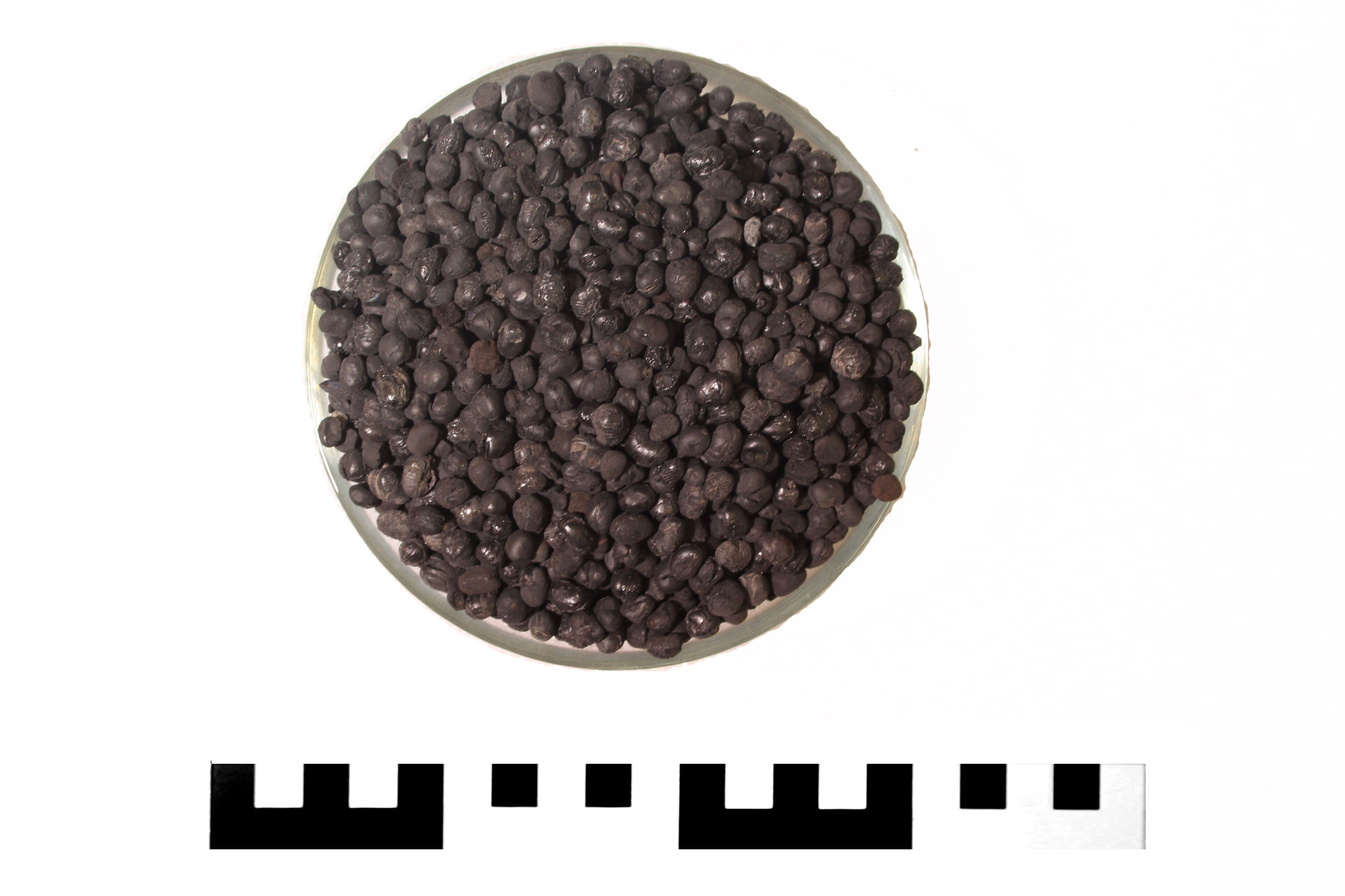 Carporesto, Semi (79 d.C)