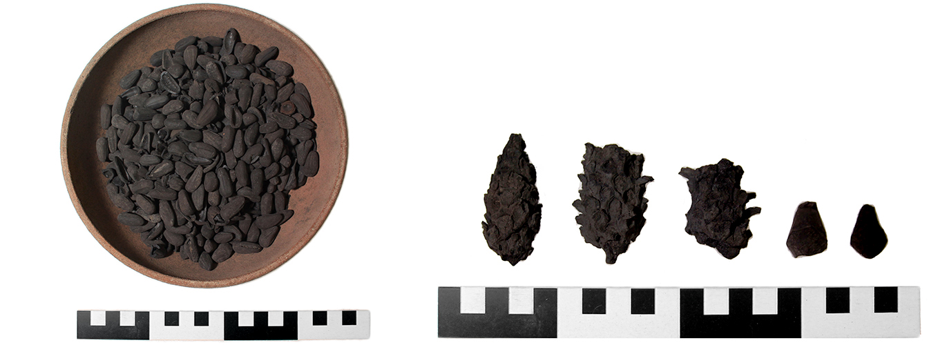 Carporesto, Resti di strobilo (79 d.C)