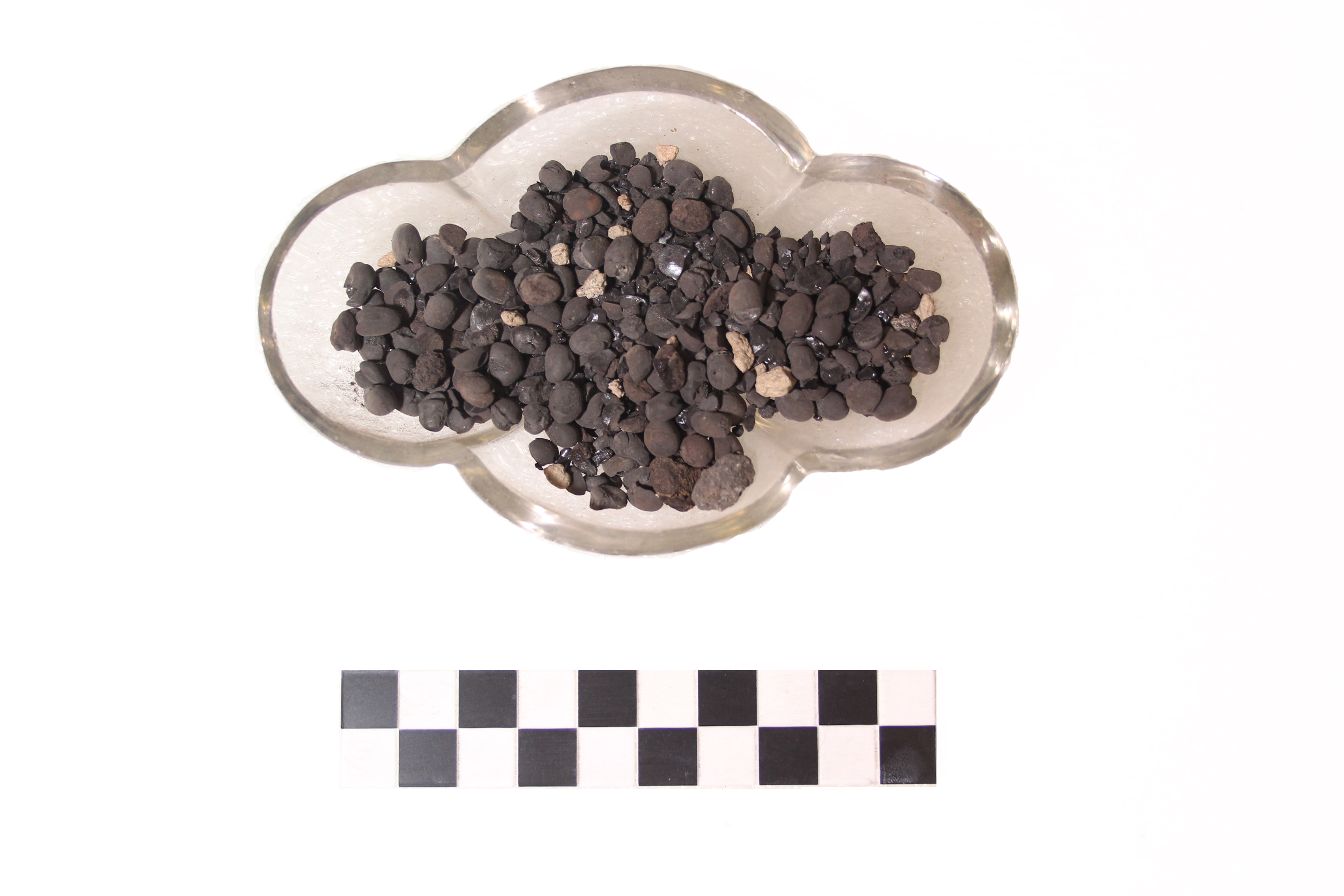 Carporesto, Semi di favino (79 d.C)