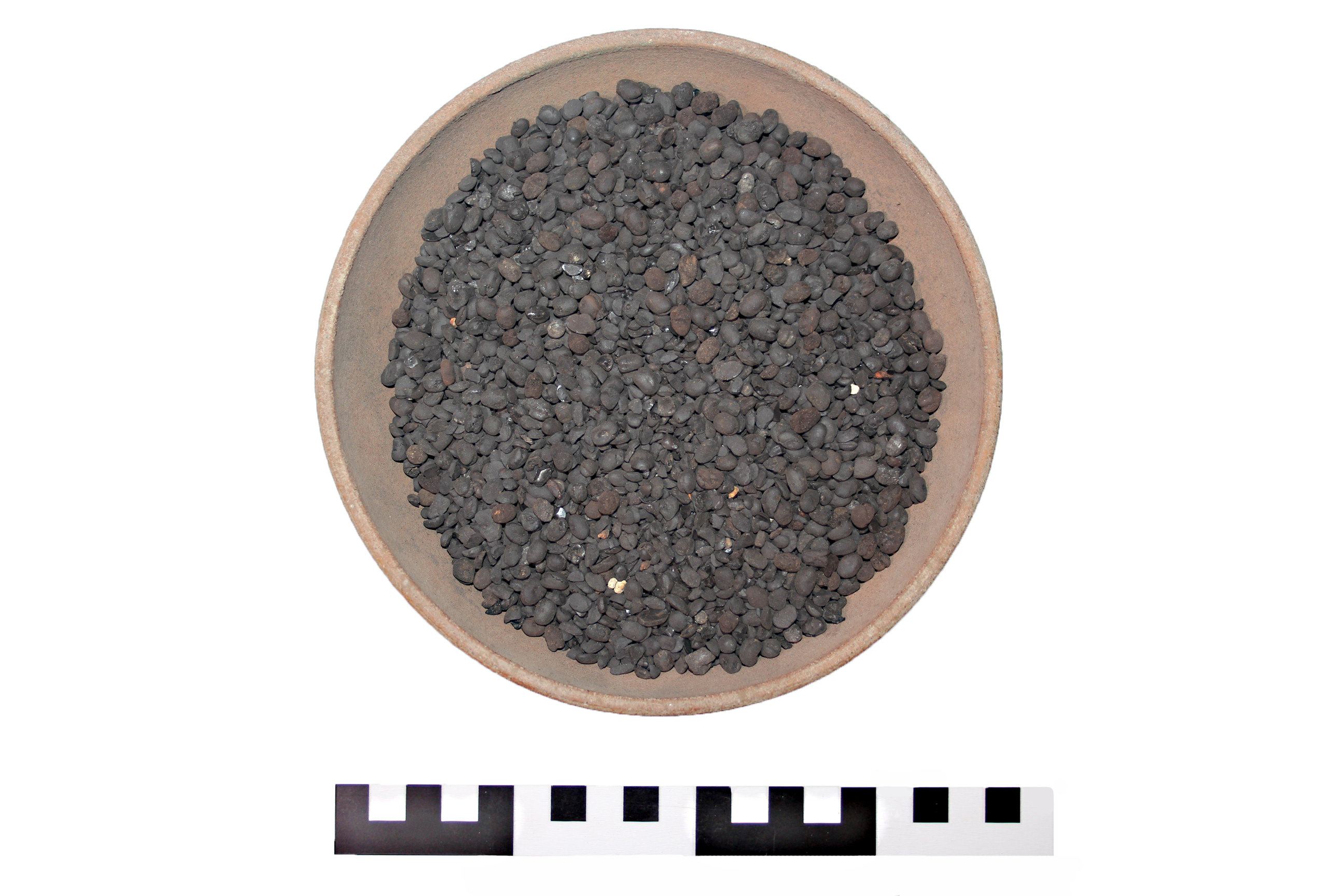 Carporesto, Semi di favino (79 d.C)