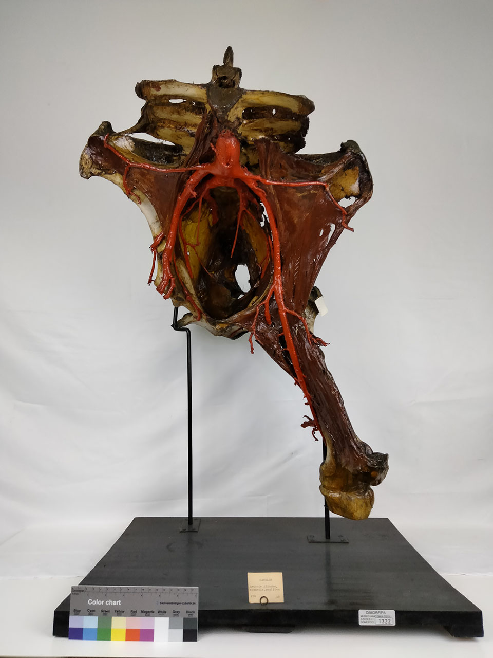 VERTEBRATI/ MAMMIFERI/ cavallo (esemplare)