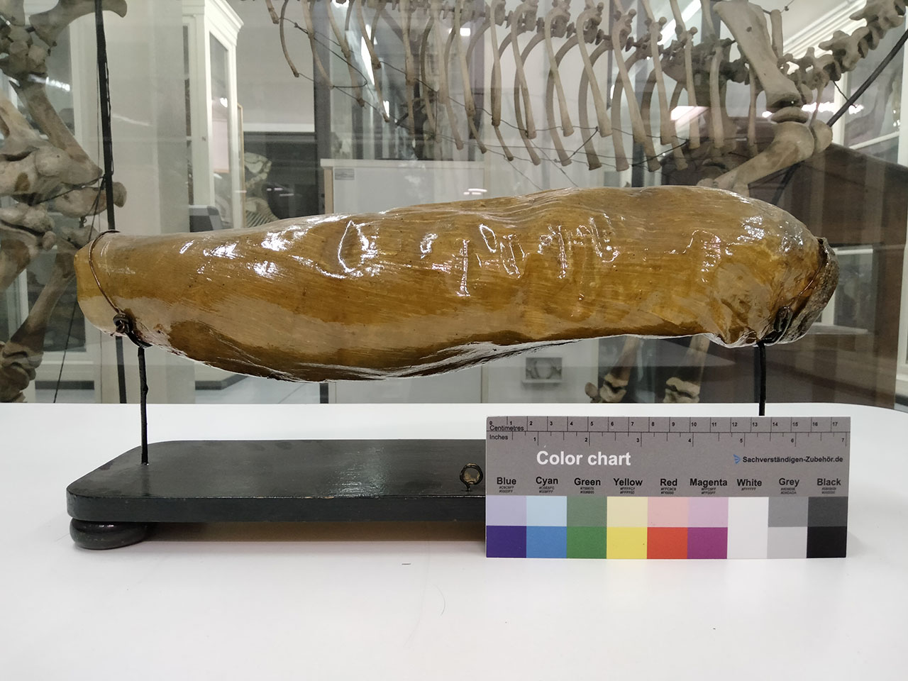 VERTEBRATI/ MAMMIFERI/ cavallo (esemplare)