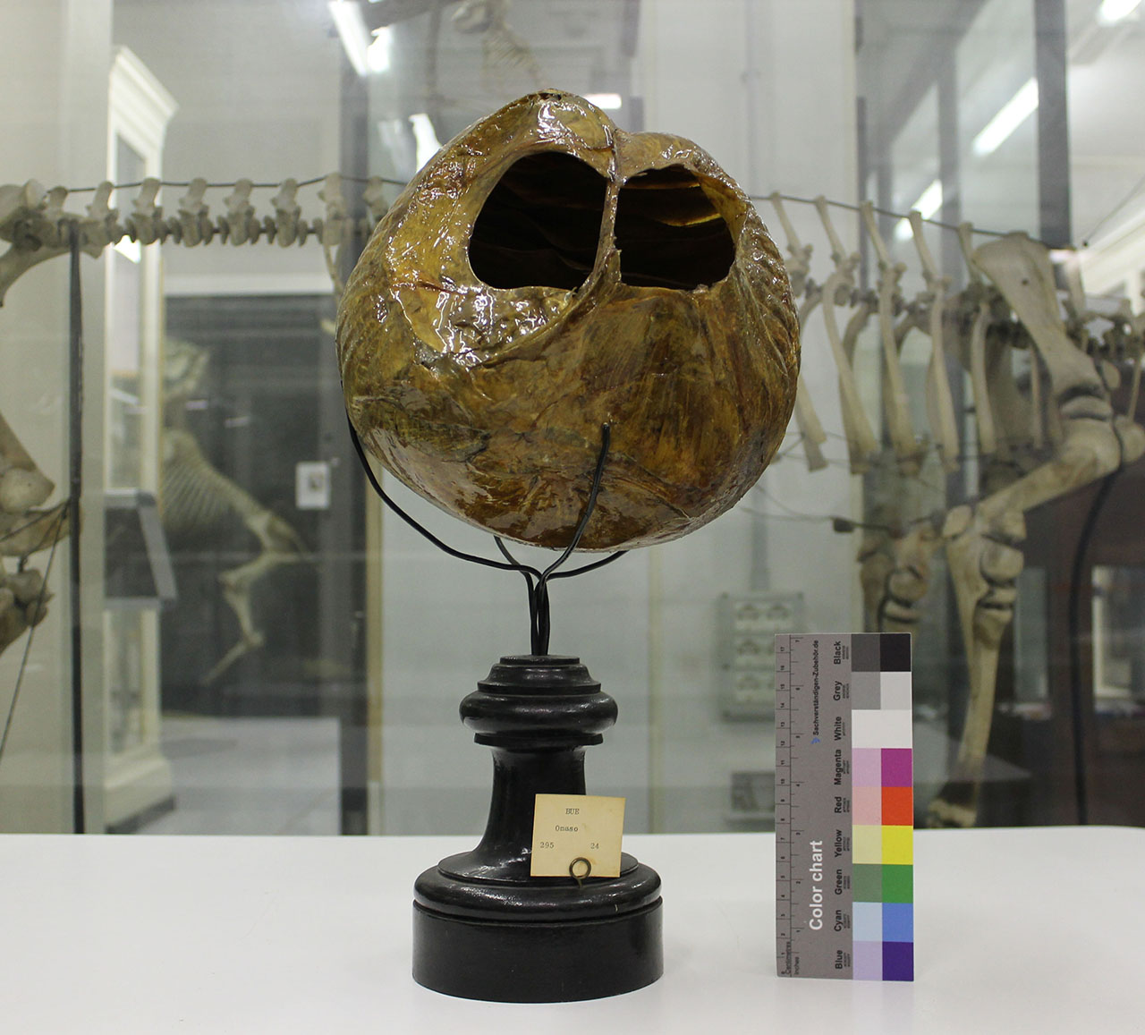 VERTEBRATI/ MAMMIFERI/ bue (esemplare)