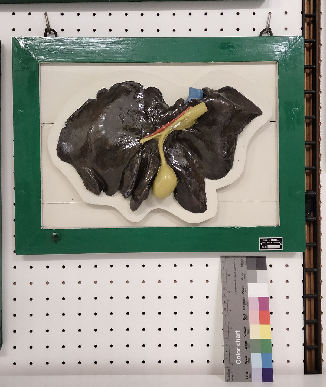 VERTEBRATI/ MAMMIFERI/ cane (esemplare)