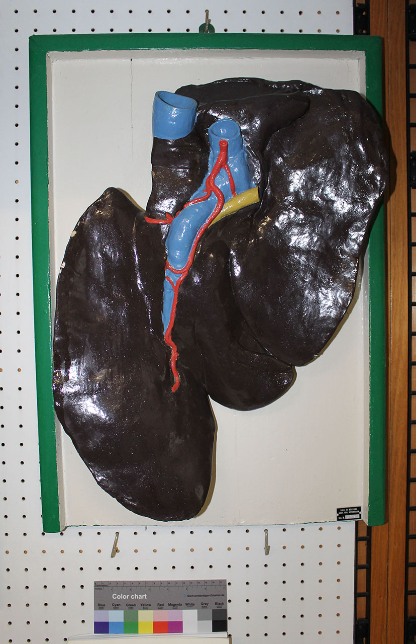 VERTEBRATI/ MAMMIFERI/ asino (esemplare)