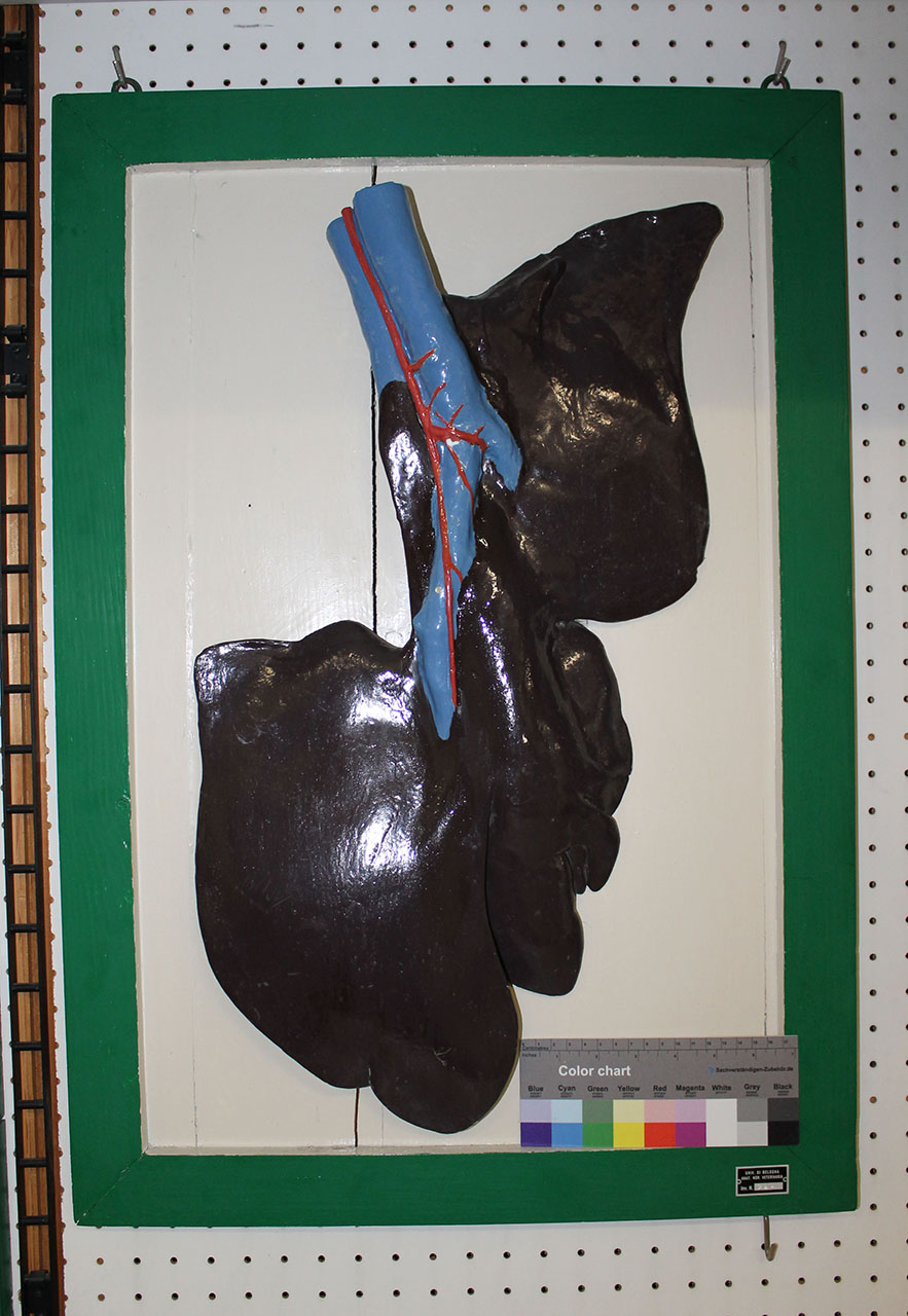 VERTEBRATI/ MAMMIFERI/ asino (esemplare)