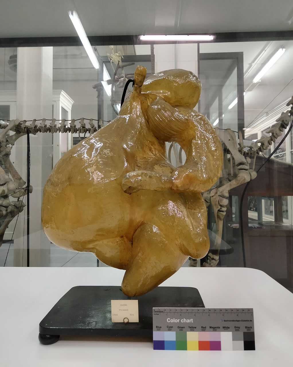 VERTEBRATI/ MAMMIFERI/ daino (esemplare)