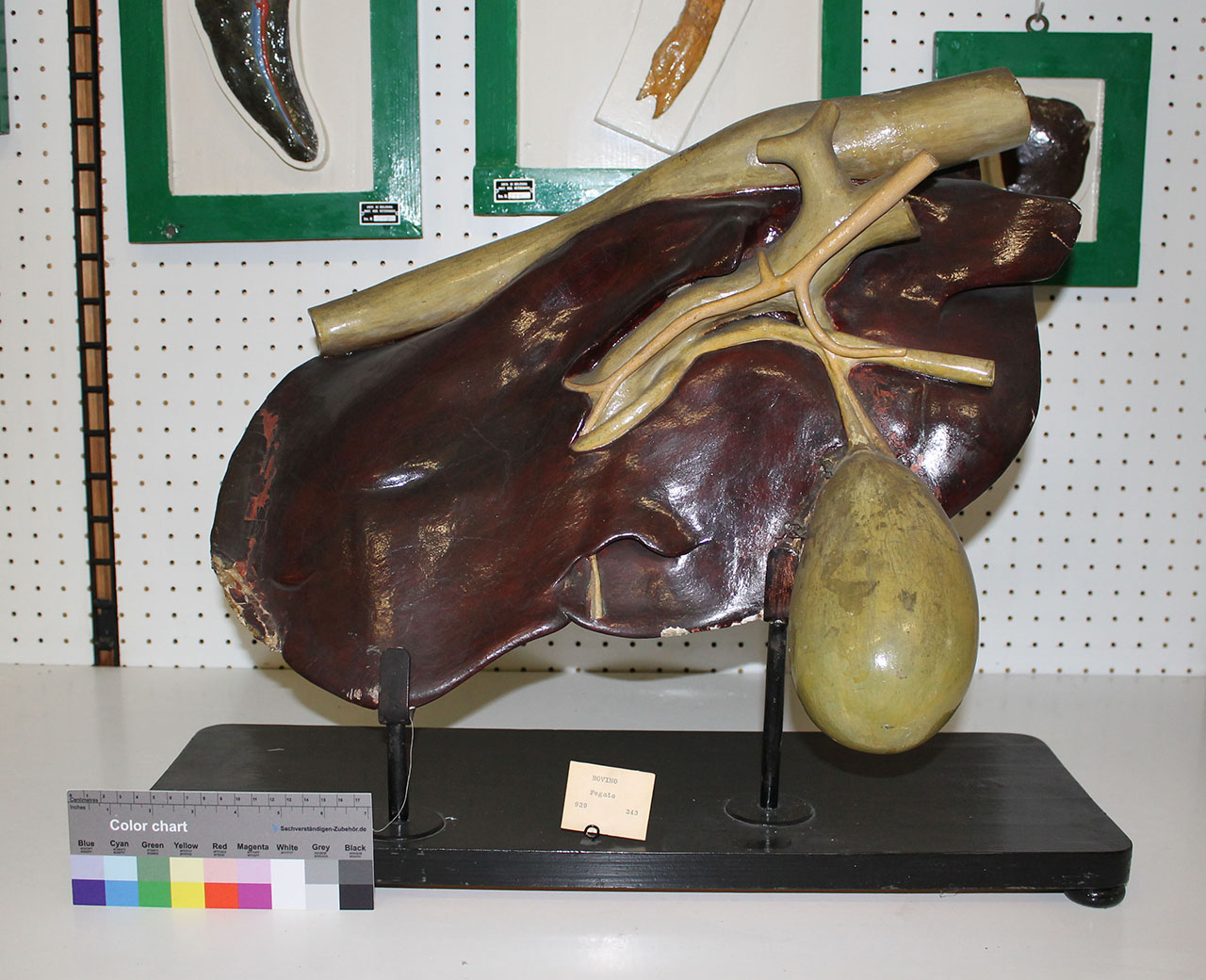 VERTEBRATI/ MAMMIFERI/ vacca (esemplare)