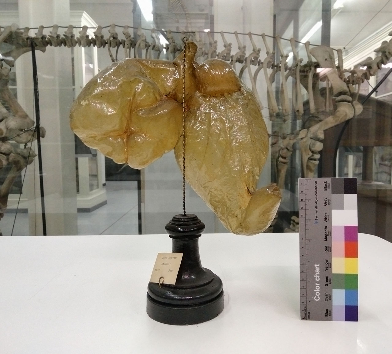 VERTEBRATI/ MAMMIFERI/ bovino (esemplare)