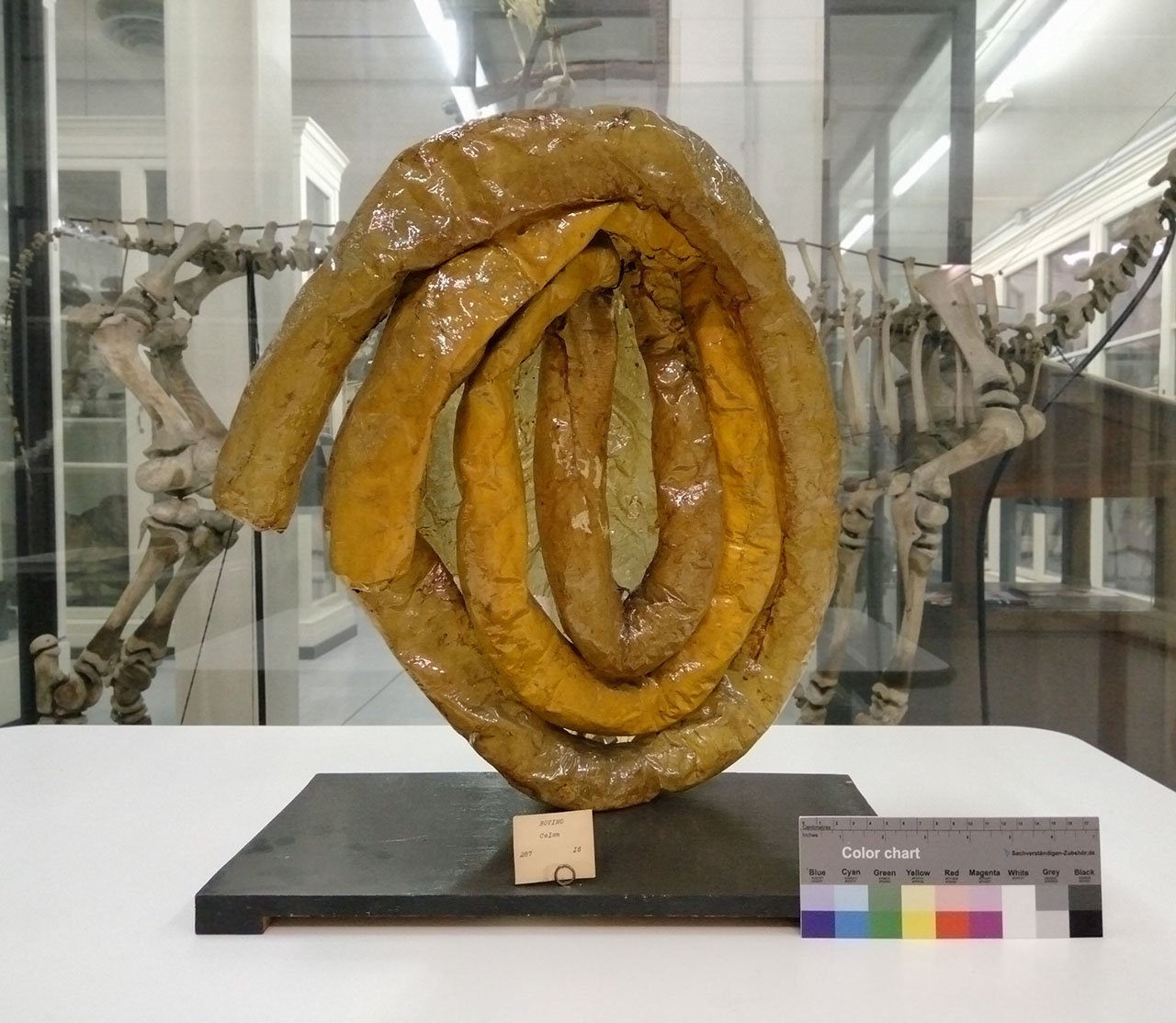 VERTEBRATI/ MAMMIFERI/ bue (esemplare)