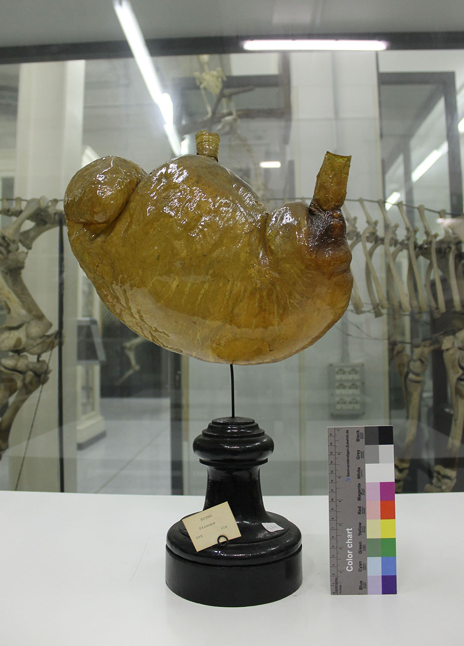 VERTEBRATI/ MAMMIFERI/ suino (esemplare)