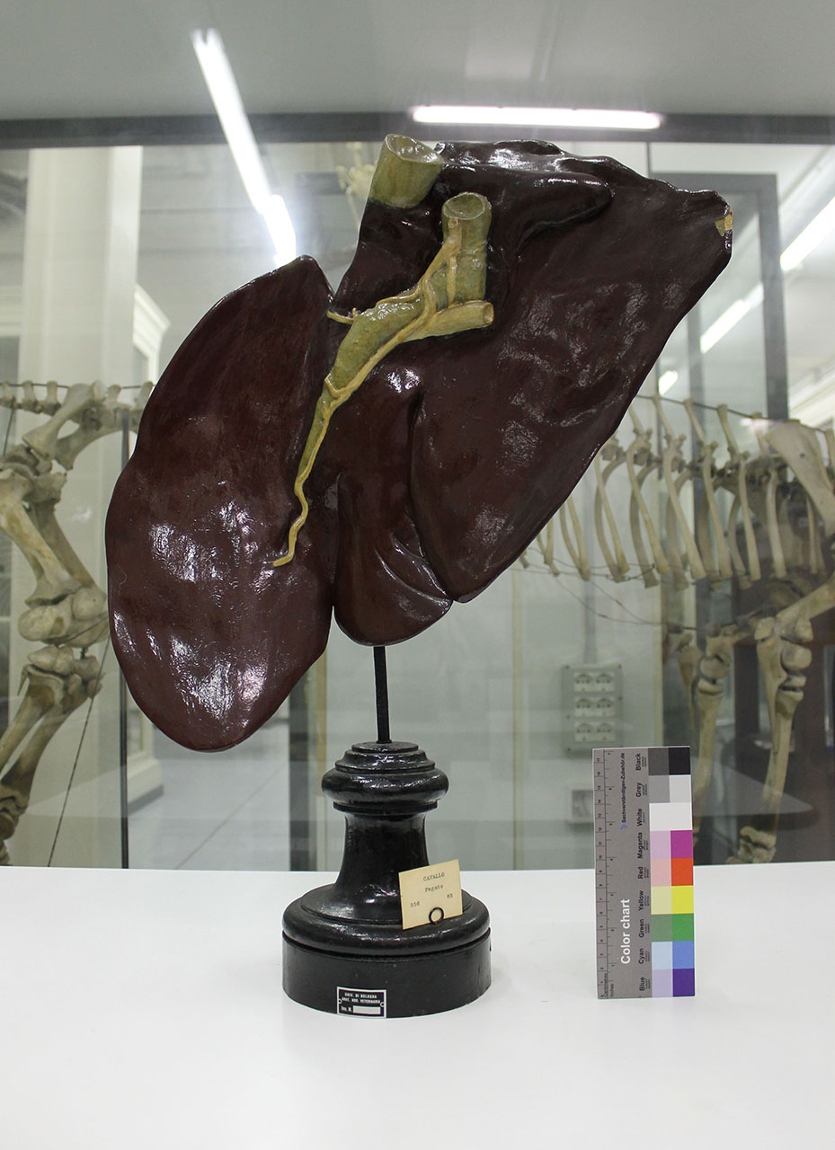 VERTEBRATI/ MAMMIFERI/ cavallo (esemplare)