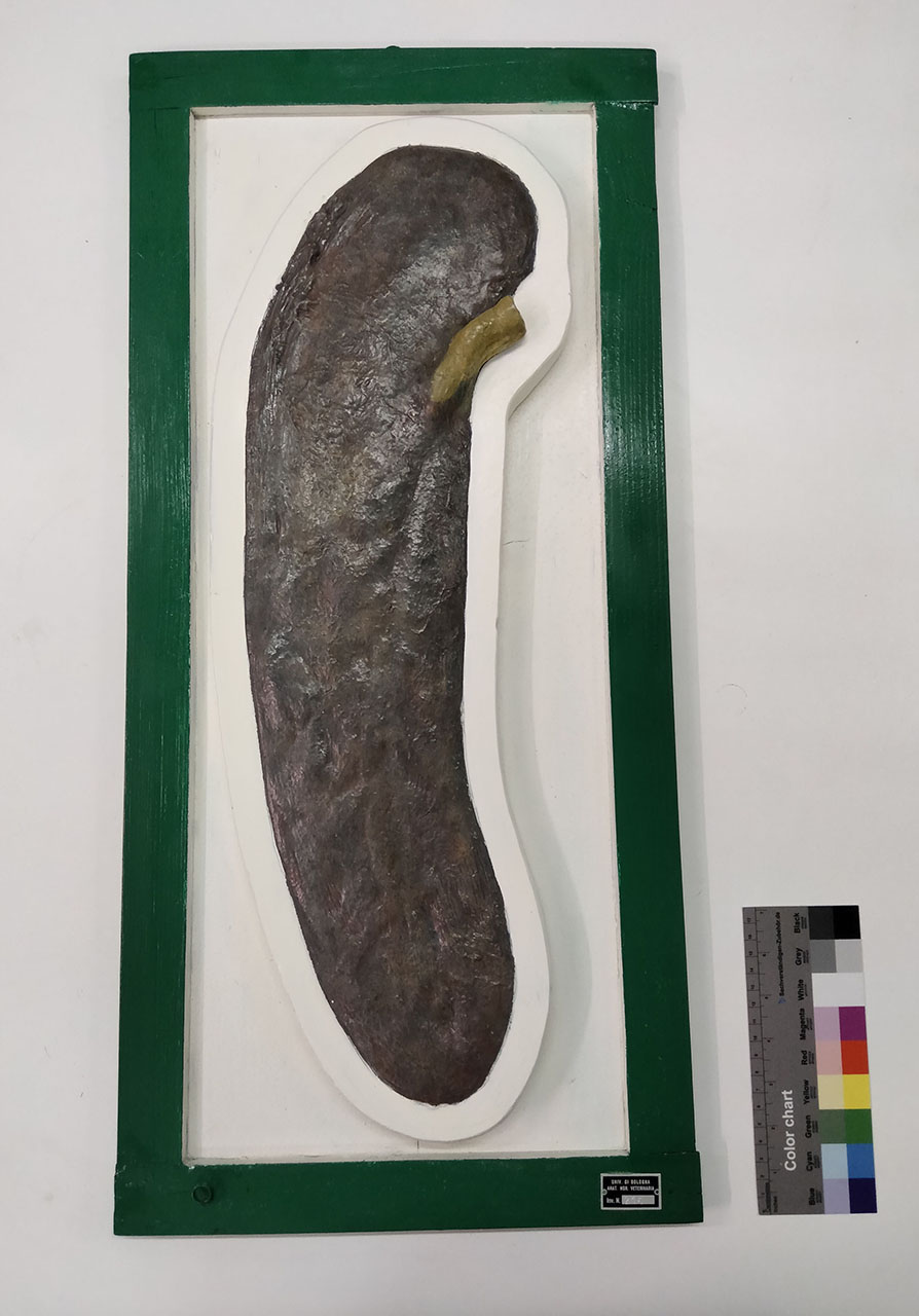 VERTEBRATI/ MAMMIFERI/ vacca (esemplare)