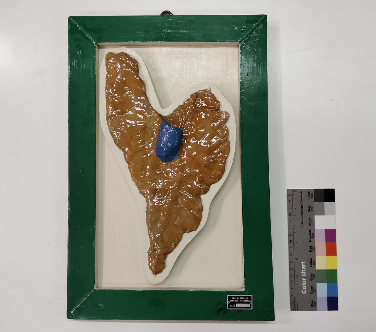 VERTEBRATI/ MAMMIFERI/ vacca (esemplare)